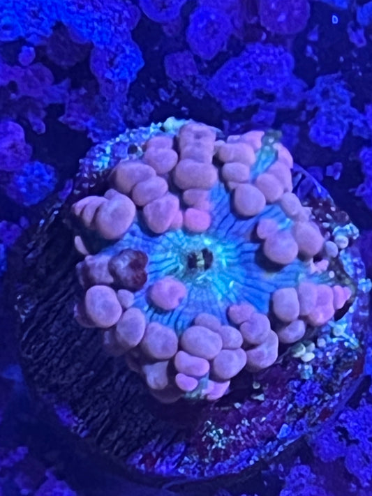 Neptune Bounce Mushroom