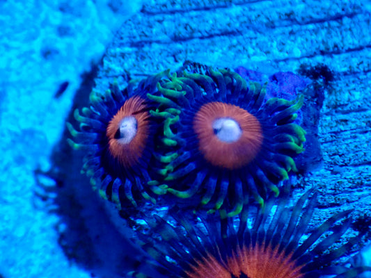 JF Fairytale Zoa