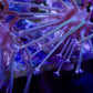 Extra Long Polyp Toadstool