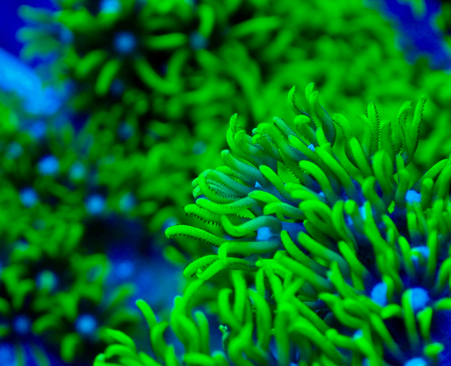 Green Star Polyp (GSP)