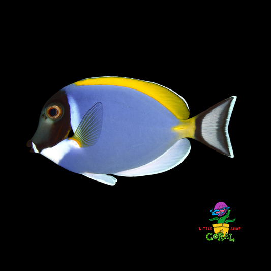 Powder Blue Tang (Acanthurus leucosternon)