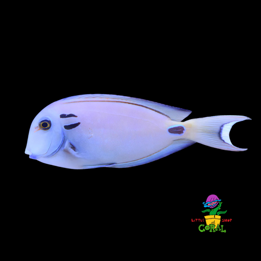 Tenenti Tang (Acanthurus tennenti)
