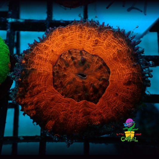 A Grade Scoly (Scolymia australis) (A21)