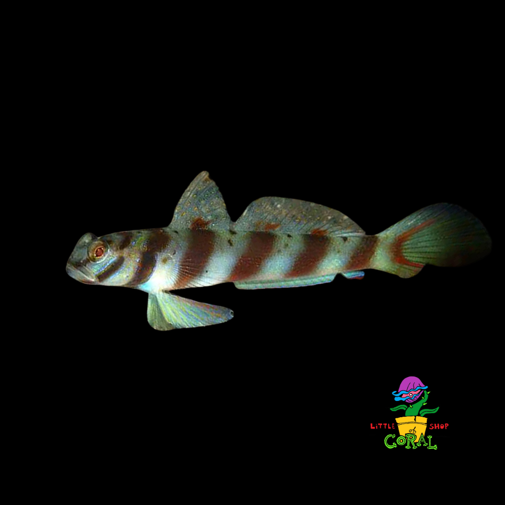 Leopard Goby (Amblyeleotris diagonalis)