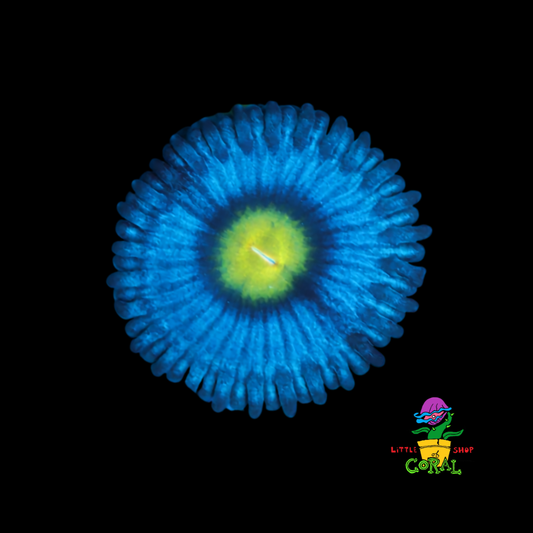 AOI Zoanthids (Zoanthus sp.) (B22)