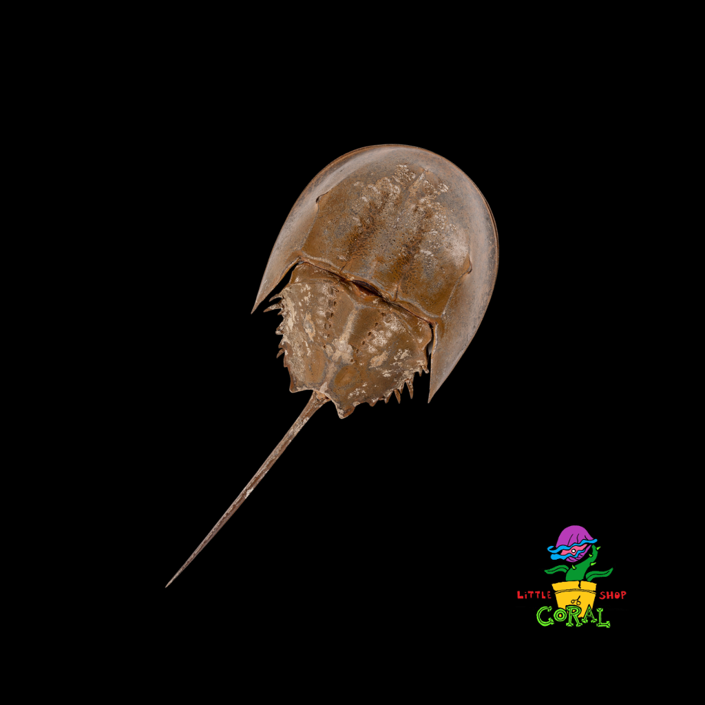 Atlantic Horseshoe Crab (Limulus polyphemus)