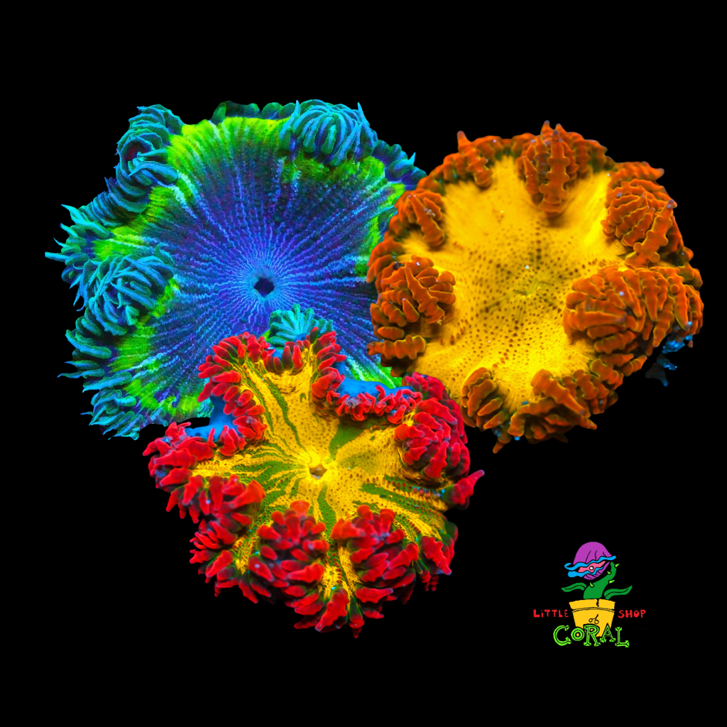 Rock Flower Anemone (Epicystis crucifer)