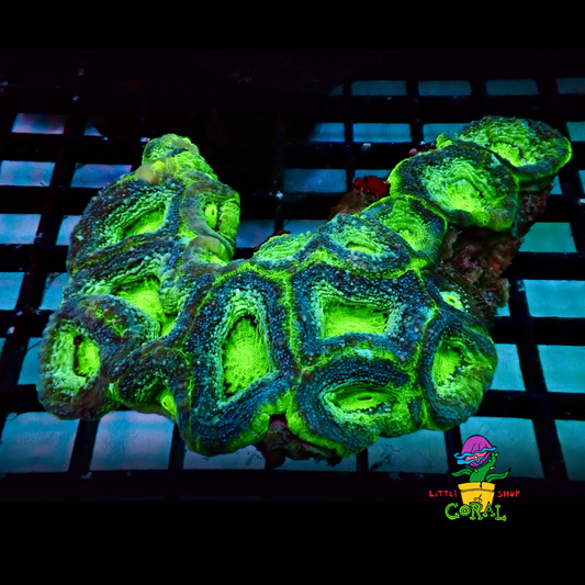 Atomic Green Acan Ultra (Acanthastrea lordhowensis) (A24)