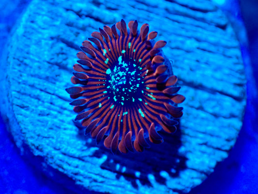 Og Magician Zoa