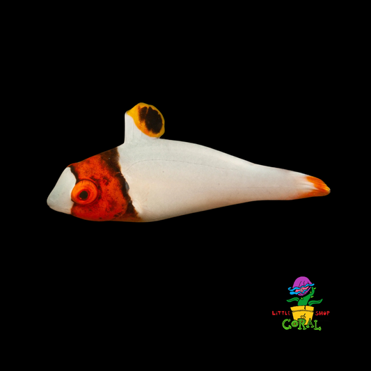 Bicolour Parrotfish (Cetoscarus bicolor)