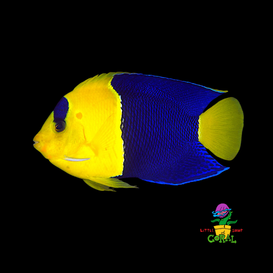 Bicolour Angelfish (Centropyge bicolor)