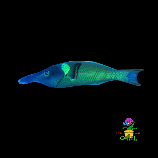 Bird Wrasse (Gomphosus varius)