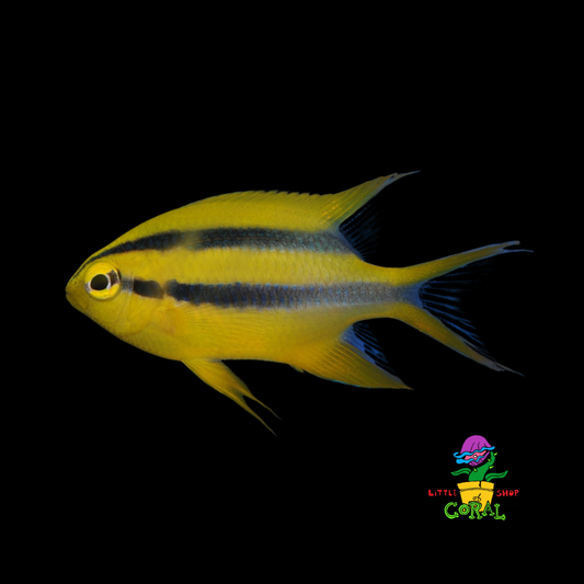 Black & Gold Chromis (Paraglyphidodon nigroris)