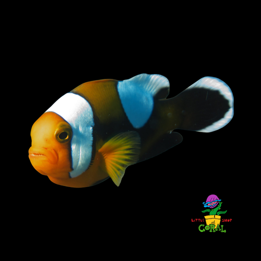 Black Saddleback Clownfish (Amphiprion polymnus)