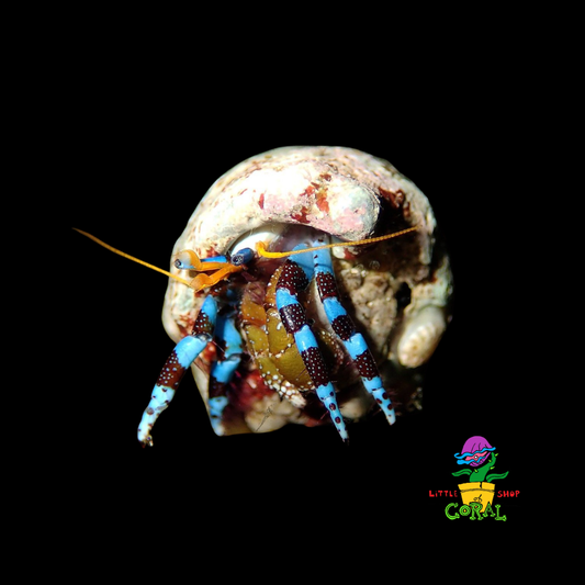 Blue Leg Hermit Crab (Clibanarius tricolor)