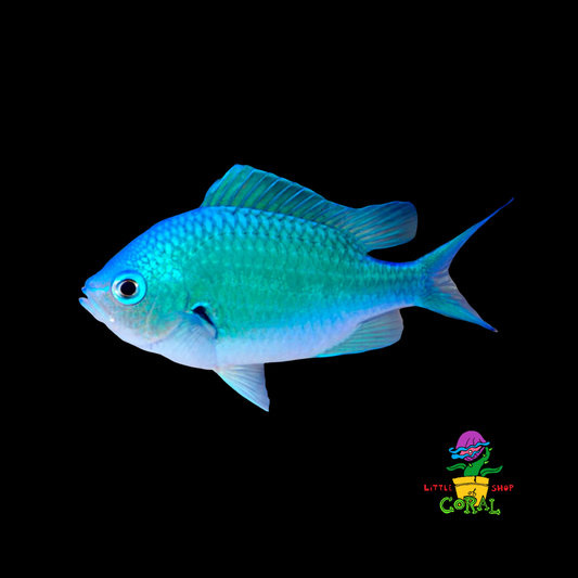 Blue Green Chromis (Chromis viridis)