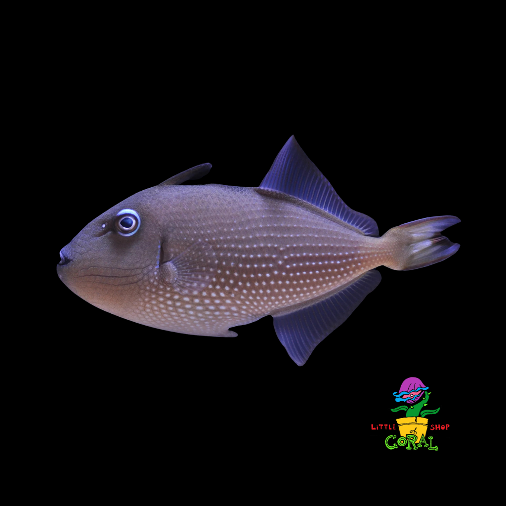 Blue Throat Triggerfish (Zanthichthys auromarginatus)