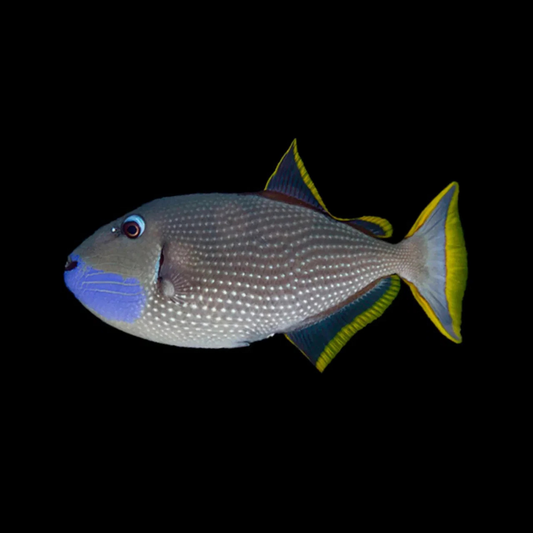 Blue Throat Triggerfish (Zanthichthys auromarginatus)