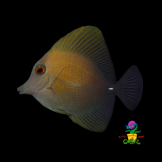 Brown Scopas Tang (Zebrasoma scopas)