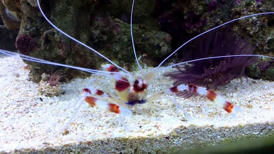 Banded Coral Shrimp (Stenopus hispidus)
