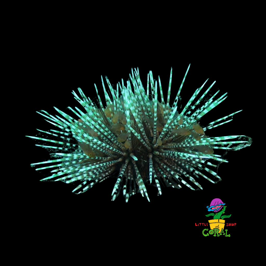 Banded Longspine Urchin (Echinothrix calamaris)