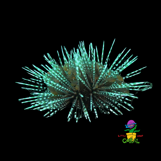 Banded Longspine Urchin (Echinothrix calamaris)