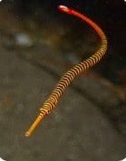 Close-up of a red and yellow striped worm-like creature on a dark background