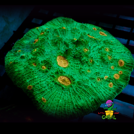 Bi-Colour Chalice (Echinophyllia spp.) (A36)