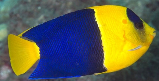 Colorful fish with blue and yellow body on a blurred underwater background