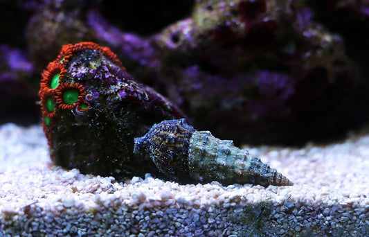Black Cerith Snail (Cerithium caeruleum)