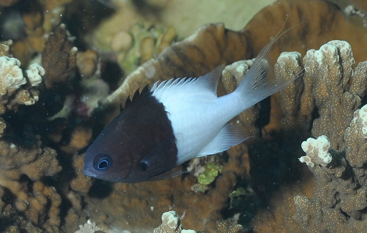 Black & White Chromis (Chromis margaritifer)