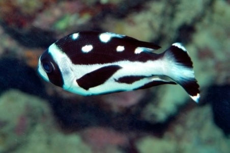 Black and white striped fish swimming in an underwater setting