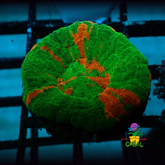 Bleeding Apple Scoly (Scolymia australis) (A22)