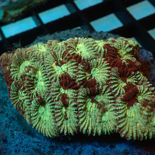 Green & Red Bleeding Favia