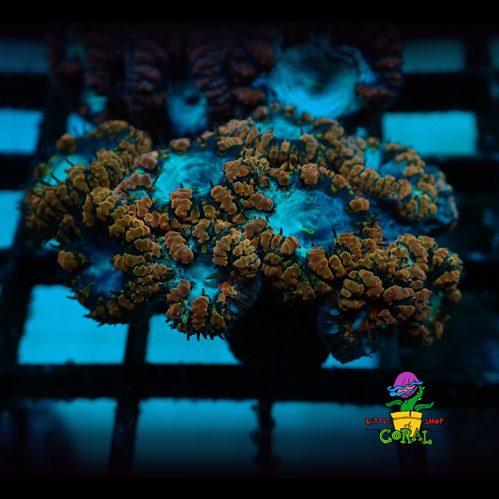 Blue Eye Blasto (Blastomussa wellsi) (A29)
