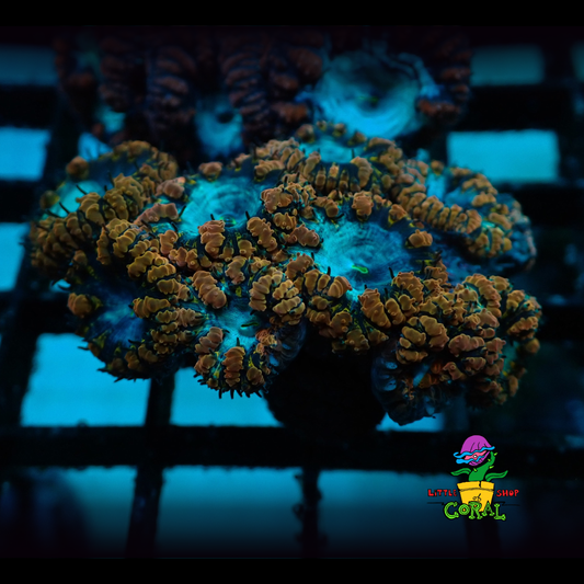 Blue Eye Blasto (Blastomussa wellsi) (A29)