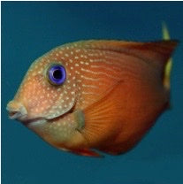 Orange fish with a purple eye in an aquarium setting