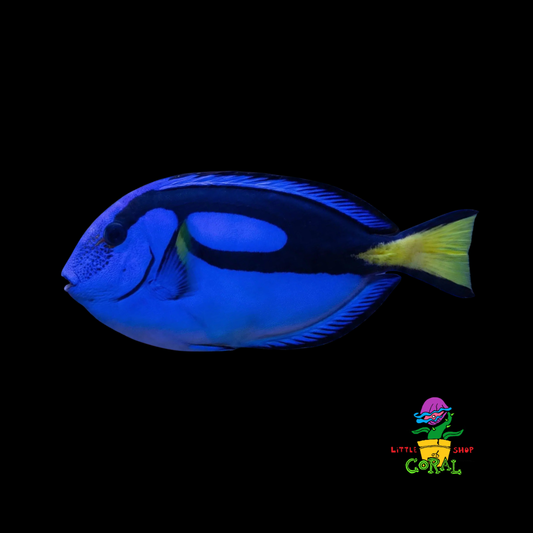 Blue Hippo Tang (Paracanthurus hepatus)