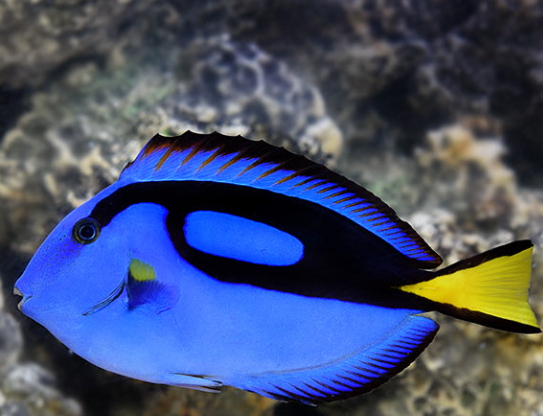 Yellow Belly Hippo Tang (Paracanthurus hepatus)