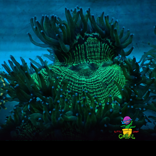 Blue Tip Aussie Elegance Coral (Catalaphyllia jardinei) (A28)