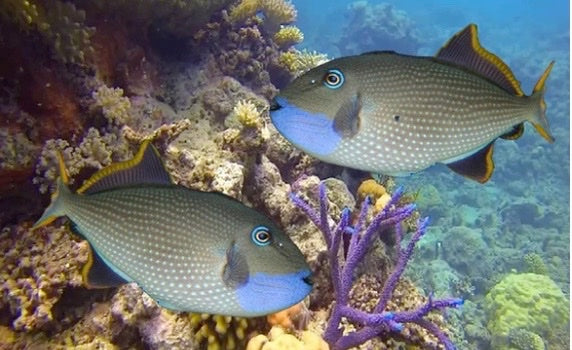 Two blue fish with yellow fins swimming near coral in an underwater scene.