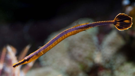 Bluestripe Pipefish (Doryrhamphus melanopleura)