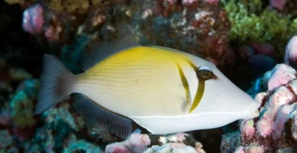 Yellow and white fish with a black stripe on a coral reef