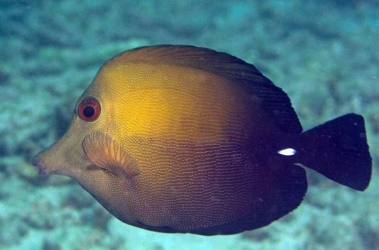 Yellow fish with a black tail swimming in clear blue water