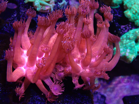 Pink Goniapora