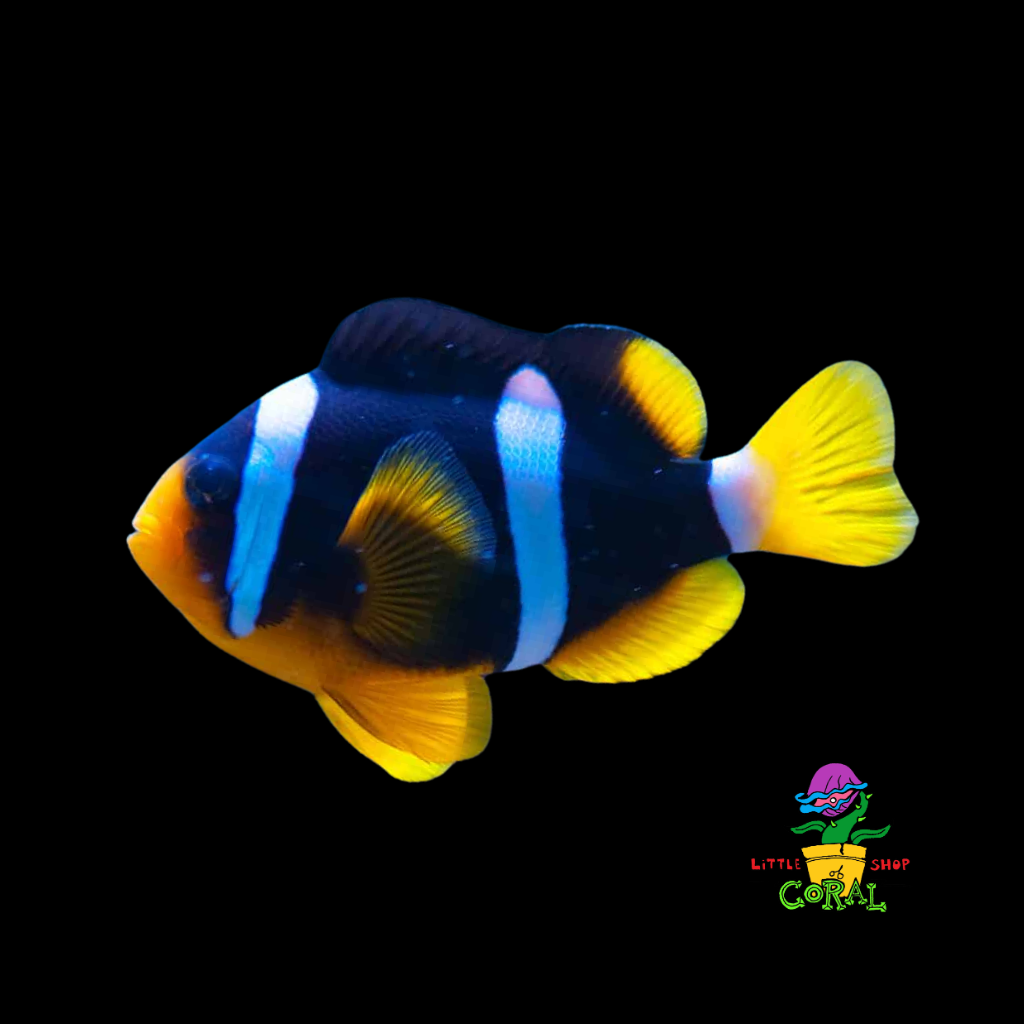 Clarkii Clownfish (Amphiprion clarkii) – Little Shop of Coral