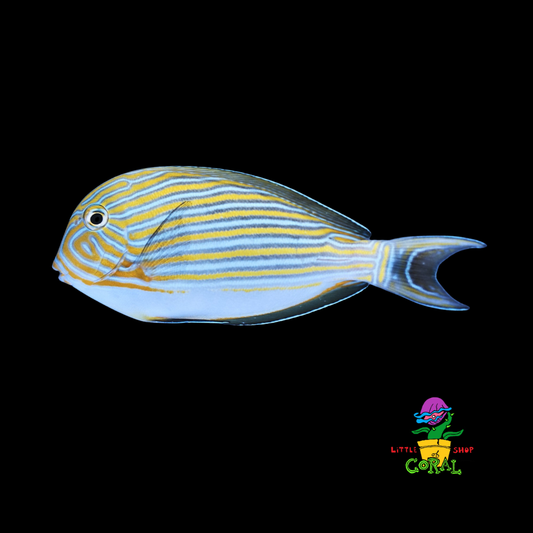 Clown Tang (Acanthurus lineatus)