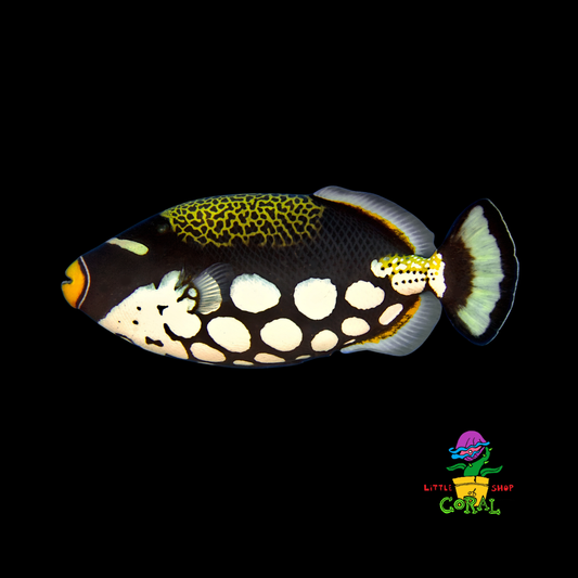 Clown Triggerfish (Balistoides conspicillum)