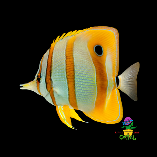 Copperband Butterflyfish (Chelmon rostratus)