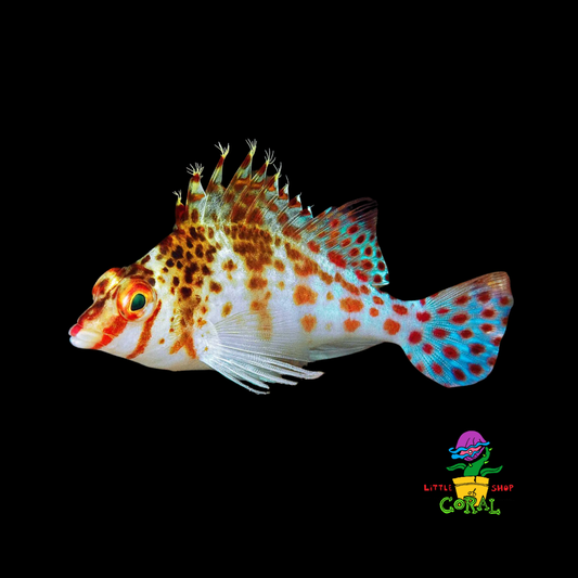 Coral Hawkfish (Cirrhitichthys falco)